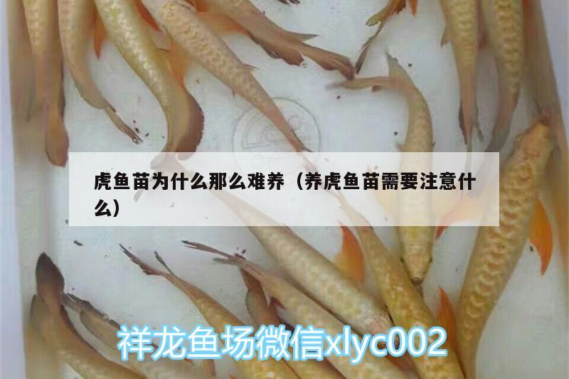 虎魚苗為什么那么難養(yǎng)（養(yǎng)虎魚苗需要注意什么） 虎魚百科 第2張