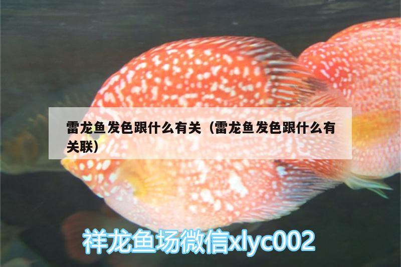 雷龍魚(yú)發(fā)色跟什么有關(guān)（雷龍魚(yú)發(fā)色跟什么有關(guān)聯(lián)） 銀龍魚(yú)苗