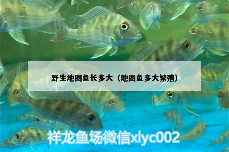 野生地圖魚長多大（地圖魚多大繁殖） 野生地圖魚