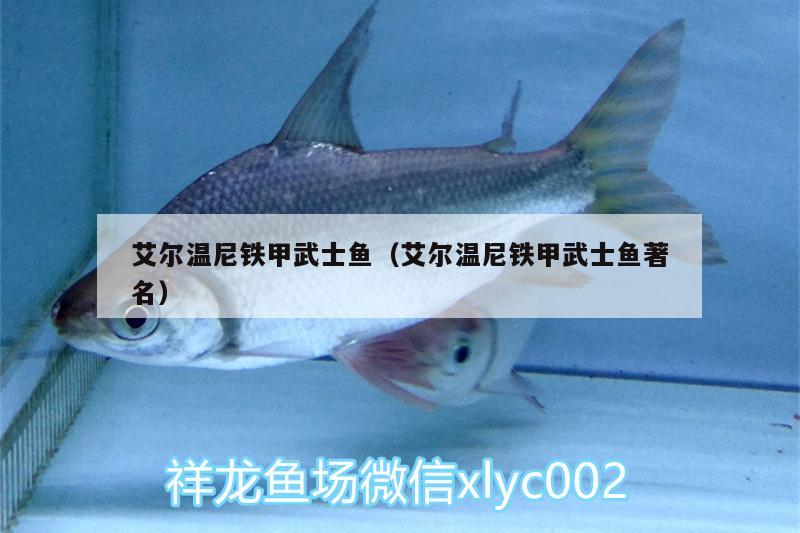 艾爾溫尼鐵甲武士魚(yú)（艾爾溫尼鐵甲武士魚(yú)著名）