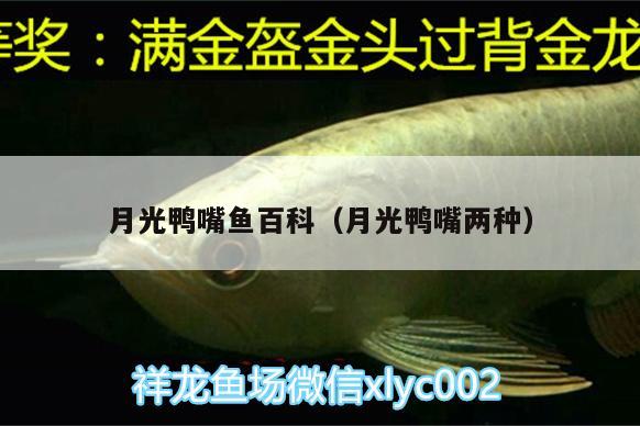 月光鴨嘴魚百科（月光鴨嘴兩種）