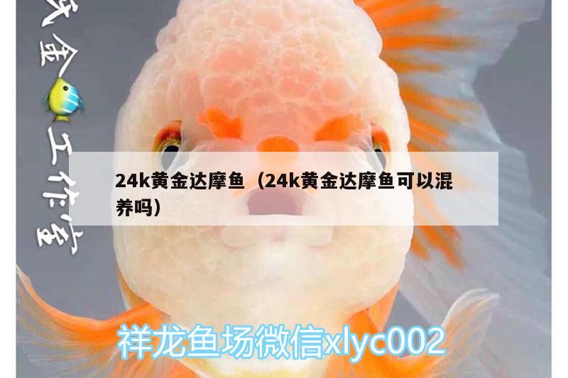 24k黃金達摩魚（24k黃金達摩魚可以混養(yǎng)嗎） 黃金達摩魚