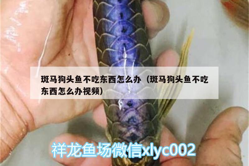 斑馬狗頭魚不吃東西怎么辦（斑馬狗頭魚不吃東西怎么辦視頻）