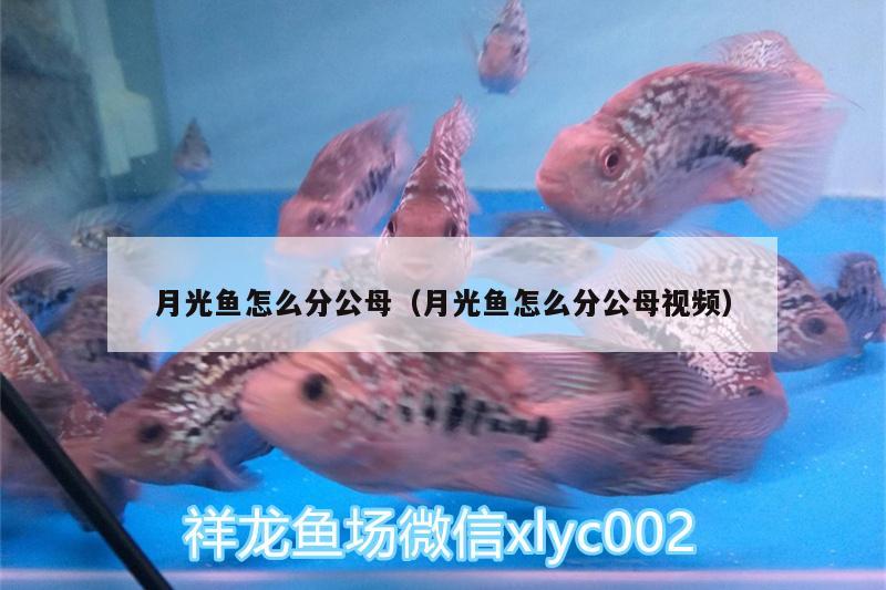 月光魚怎么分公母（月光魚怎么分公母視頻）