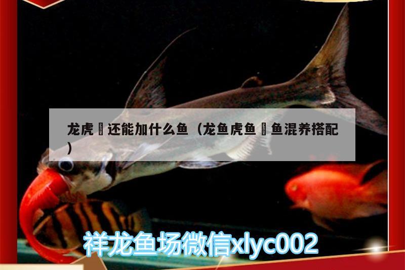 龍虎魟還能加什么魚（龍魚虎魚魟魚混養(yǎng)搭配）