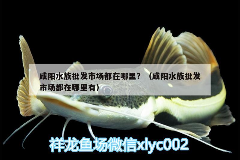 咸陽水族批發(fā)市場都在哪里？（咸陽水族批發(fā)市場都在哪里有） 觀賞魚水族批發(fā)市場