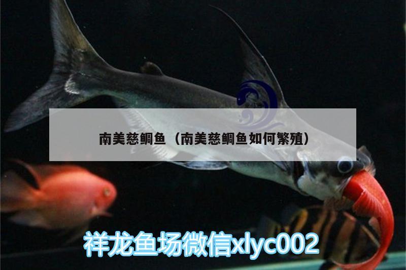 南美慈鯛魚（南美慈鯛魚如何繁殖） 狗仔招財貓魚