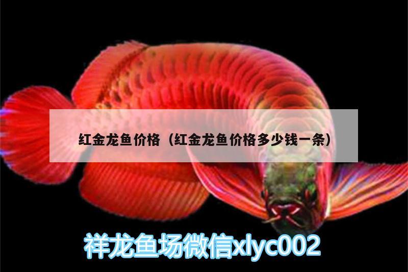 紅金龍魚價格（紅金龍魚價格多少錢一條）