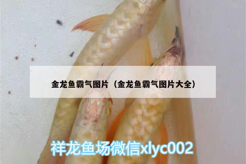 金龍魚霸氣圖片（金龍魚霸氣圖片大全）