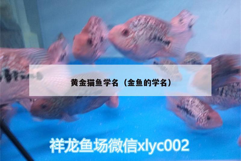 黃金貓魚學名（金魚的學名） 黃金貓魚百科