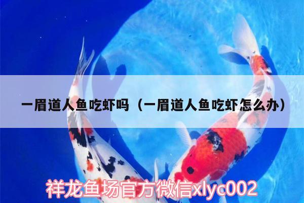 一眉道人魚吃蝦嗎（一眉道人魚吃蝦怎么辦）