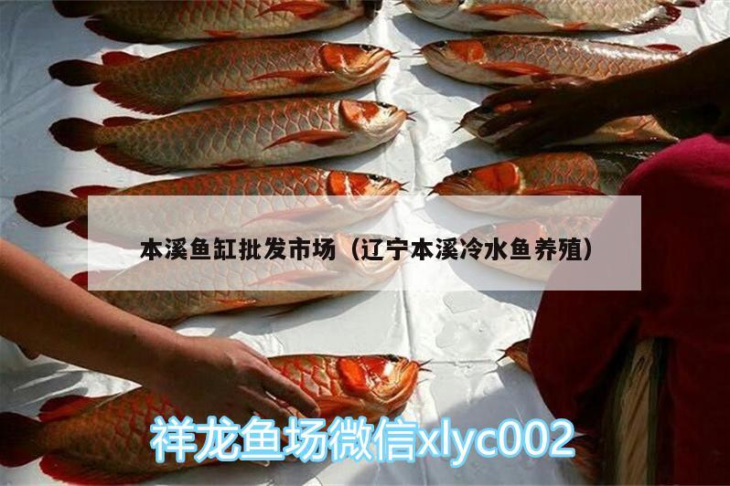 本溪魚缸批發(fā)市場（遼寧本溪冷水魚養(yǎng)殖）