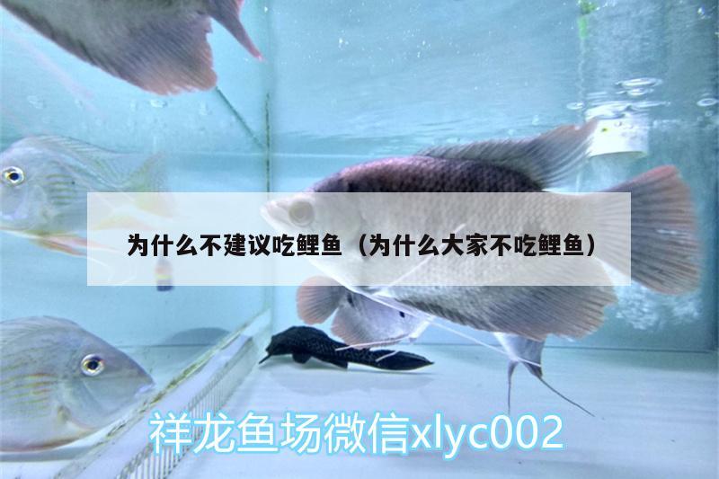 為什么不建議吃鯉魚（為什么大家不吃鯉魚） 帝王迷宮魚