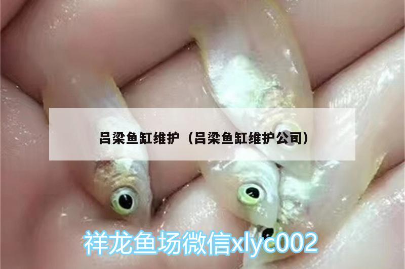 呂梁魚缸維護(hù)（呂梁魚缸維護(hù)公司） 潛水泵