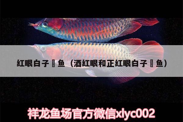 紅眼白子魟魚(yú)（酒紅眼和正紅眼白子魟魚(yú)）