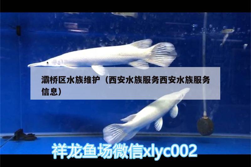 灞橋區(qū)水族維護（西安水族服務西安水族服務信息） 黑帝王魟魚