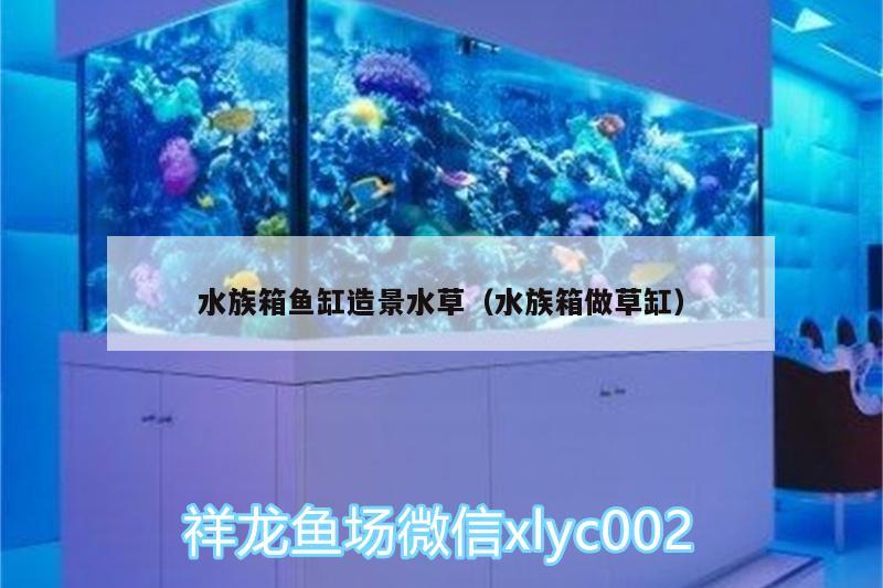 水族箱魚缸造景水草（水族箱做草缸）