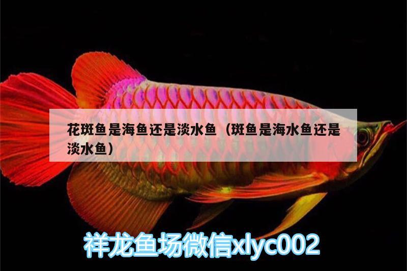 花斑魚是海魚還是淡水魚（斑魚是海水魚還是淡水魚）