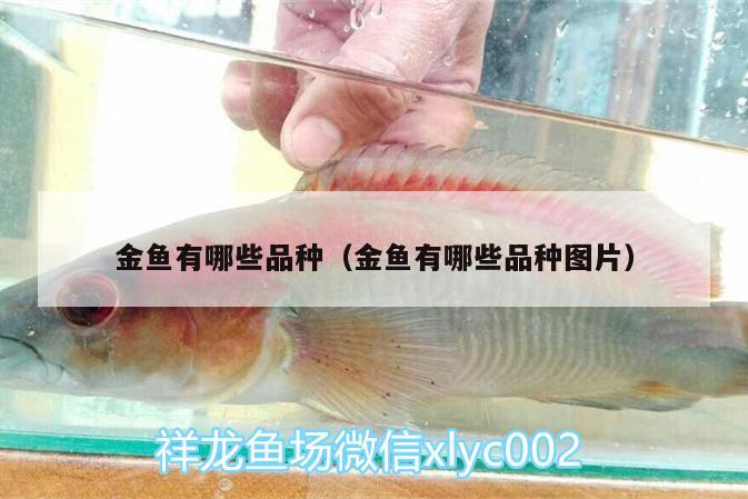 金魚有哪些品種（金魚有哪些品種圖片） 黃金鴨嘴魚