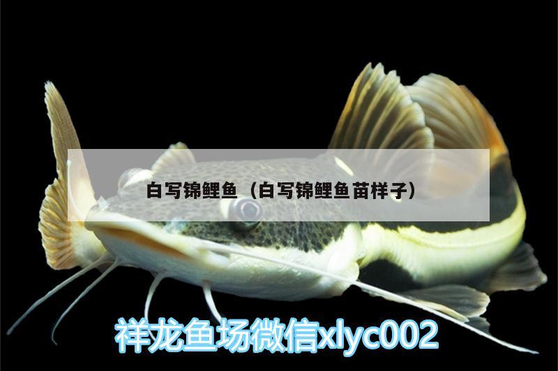 白寫錦鯉魚（白寫錦鯉魚苗樣子）