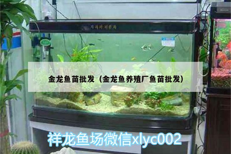 金龍魚苗批發(fā)（金龍魚養(yǎng)殖廠魚苗批發(fā)）