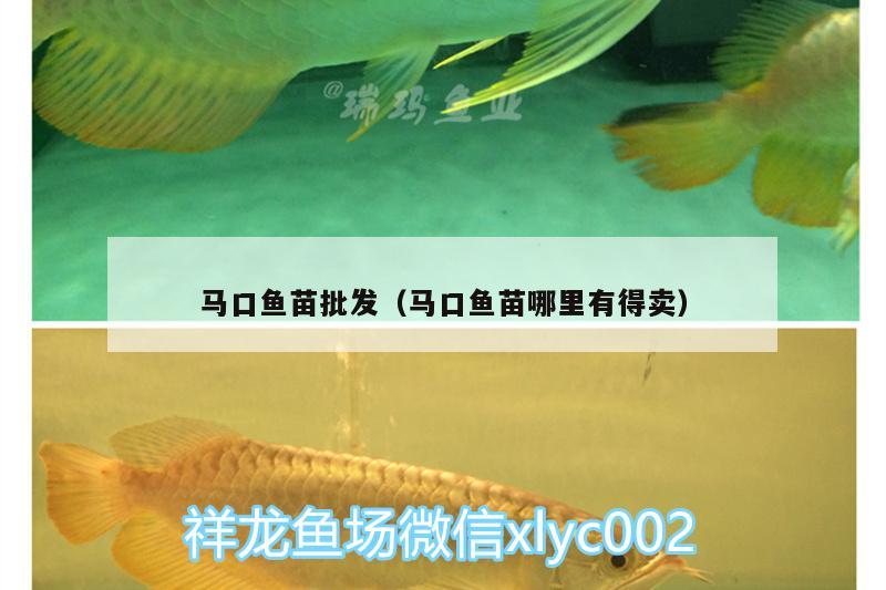 馬口魚苗批發(fā)（馬口魚苗哪里有得賣）