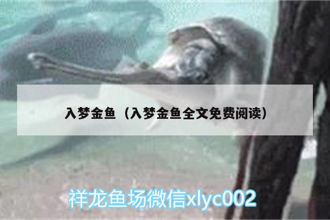 入夢(mèng)金魚（入夢(mèng)金魚全文免費(fèi)閱讀） 黃金達(dá)摩魚