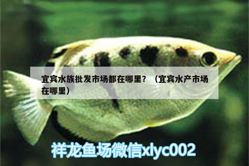 宜賓水族批發(fā)市場(chǎng)都在哪里？（宜賓水產(chǎn)市場(chǎng)在哪里）