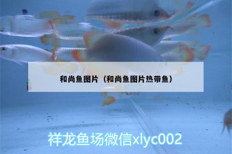 和尚魚圖片（和尚魚圖片熱帶魚）