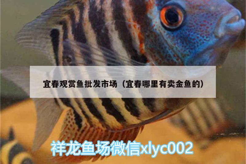 宜春觀賞魚批發(fā)市場(chǎng)（宜春哪里有賣金魚的）