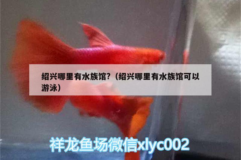 紹興哪里有水族館?（紹興哪里有水族館可以游泳） 觀賞魚市場