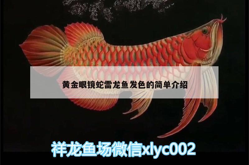 黃金眼鏡蛇雷龍魚發(fā)色的簡單介紹 黃金眼鏡蛇雷龍魚