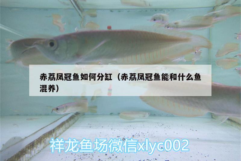 赤荔鳳冠魚如何分缸（赤荔鳳冠魚能和什么魚混養(yǎng)）