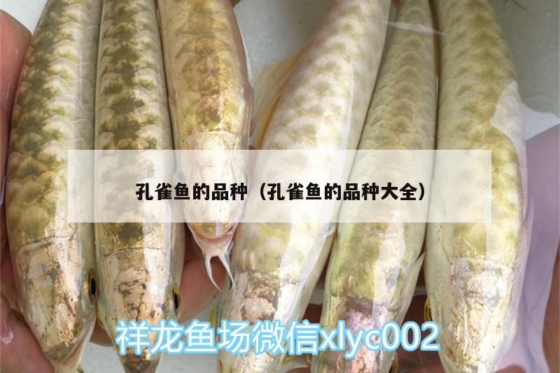 孔雀魚的品種（孔雀魚的品種大全）