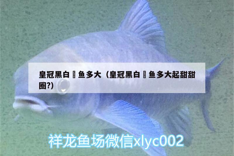 皇冠黑白魟魚多大（皇冠黑白魟魚多大起甜甜圈?）