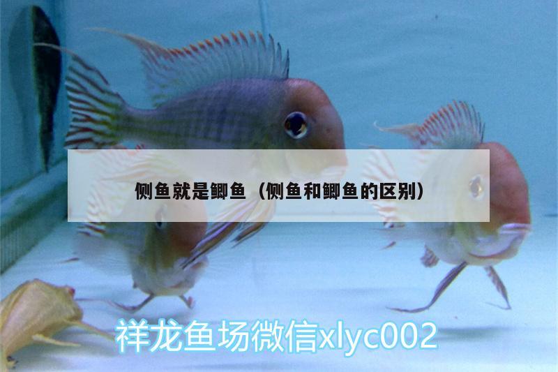 側(cè)魚就是鯽魚（側(cè)魚和鯽魚的區(qū)別）