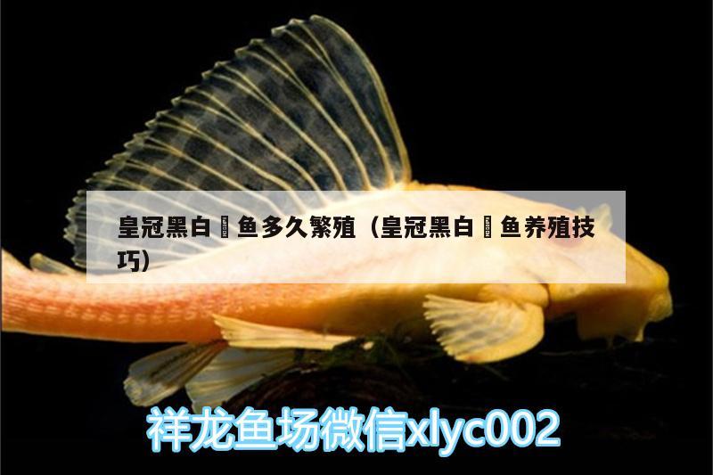 皇冠黑白魟魚多久繁殖（皇冠黑白魟魚養(yǎng)殖技巧）