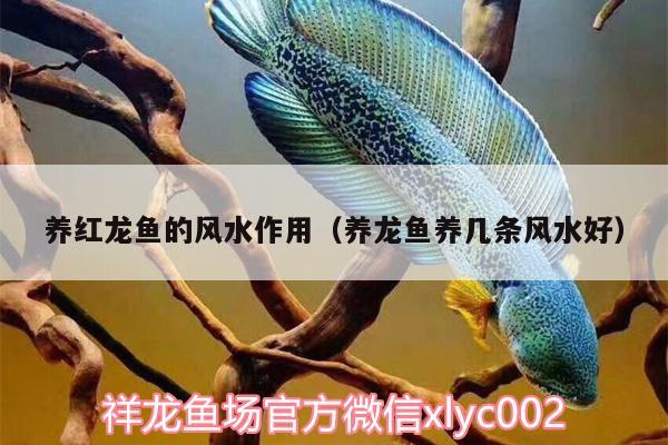 養(yǎng)紅龍魚的風(fēng)水作用（養(yǎng)龍魚養(yǎng)幾條風(fēng)水好） 魚缸風(fēng)水