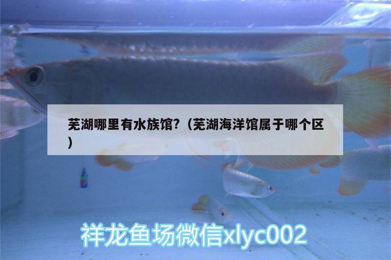 蕪湖哪里有水族館?（蕪湖海洋館屬于哪個區(qū)） 白子紅龍魚