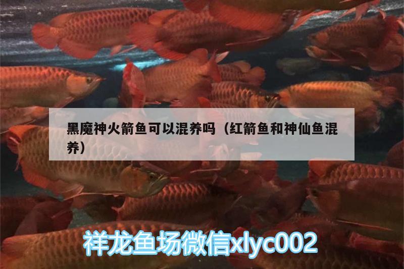 黑魔神火箭魚(yú)可以混養(yǎng)嗎（紅箭魚(yú)和神仙魚(yú)混養(yǎng)） 斯維尼關(guān)刀魚(yú)