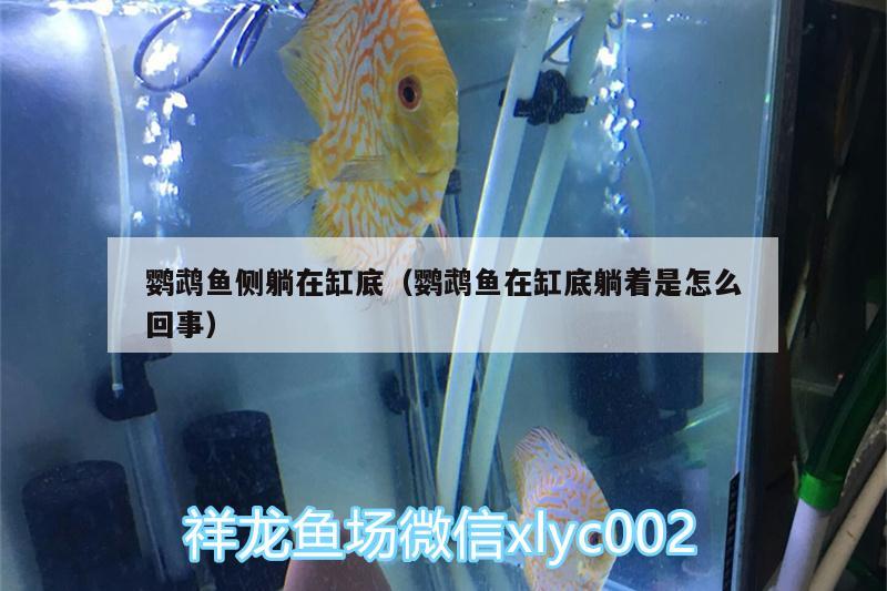 鸚鵡魚側(cè)躺在缸底（鸚鵡魚在缸底躺著是怎么回事）