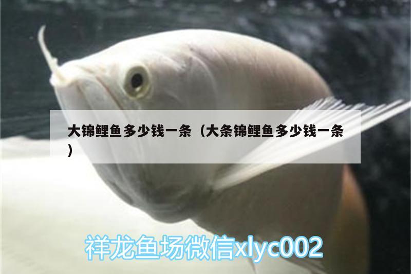 大錦鯉魚(yú)多少錢一條（大條錦鯉魚(yú)多少錢一條）