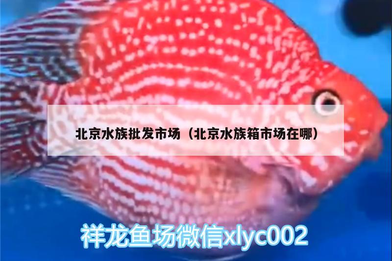 北京水族批發(fā)市場(chǎng)（北京水族箱市場(chǎng)在哪） 觀賞魚(yú)水族批發(fā)市場(chǎng)