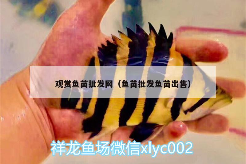 觀賞魚苗批發(fā)網(wǎng)（魚苗批發(fā)魚苗出售） 其他益生菌