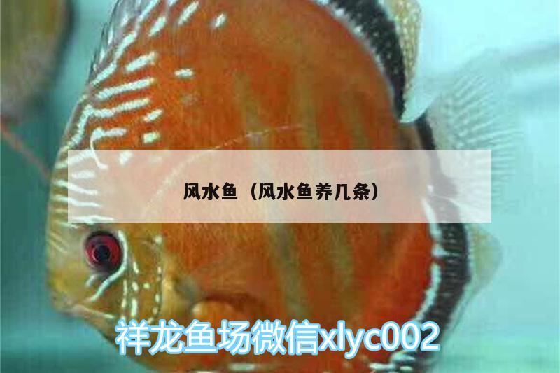 風(fēng)水魚（風(fēng)水魚養(yǎng)幾條） 魚缸風(fēng)水