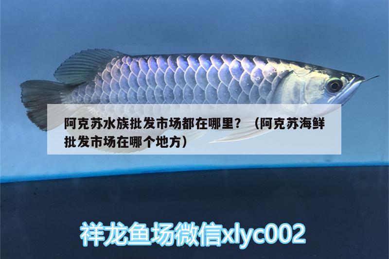 阿克蘇水族批發(fā)市場都在哪里？（阿克蘇海鮮批發(fā)市場在哪個地方）