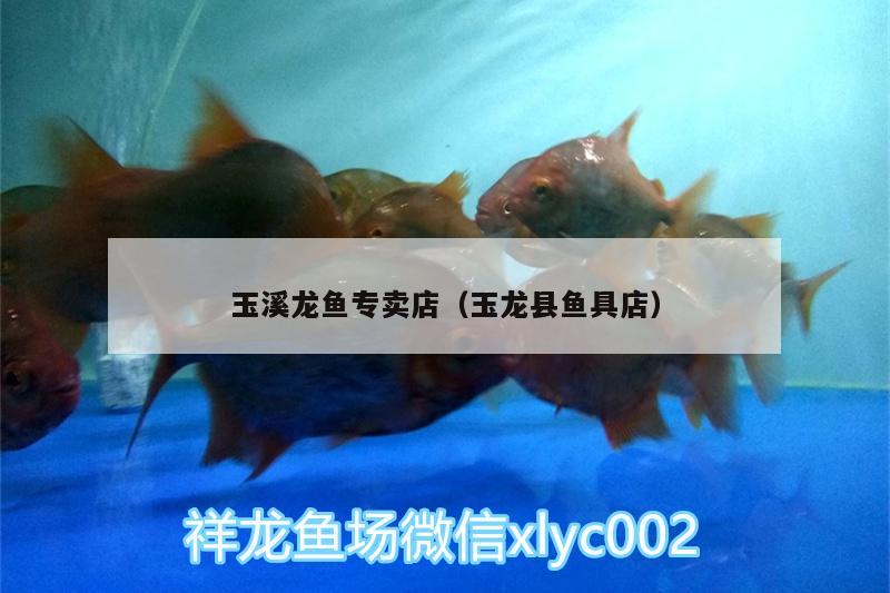 玉溪龍魚專賣店（玉龍縣魚具店） BD魟魚