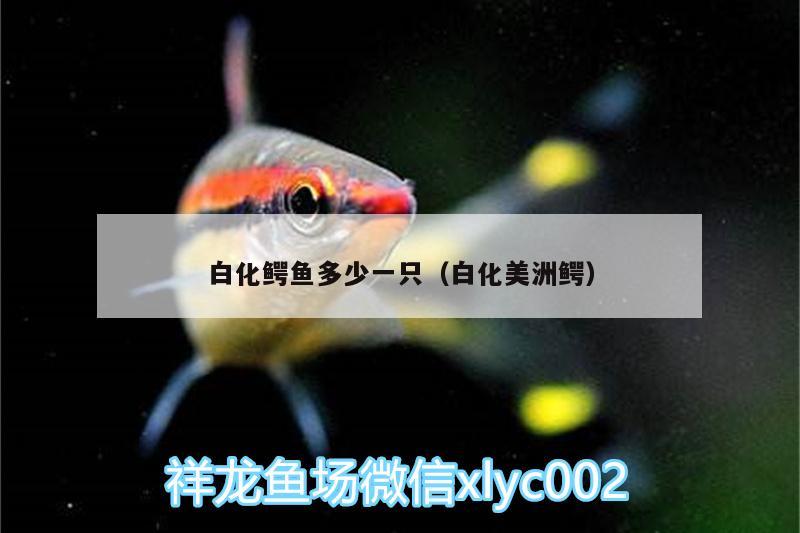 白化鱷魚(yú)多少一只（白化美洲鱷）