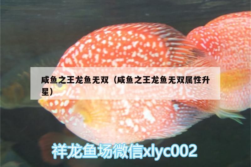 咸魚之王龍魚無雙（咸魚之王龍魚無雙屬性升星） 伊巴卡魚