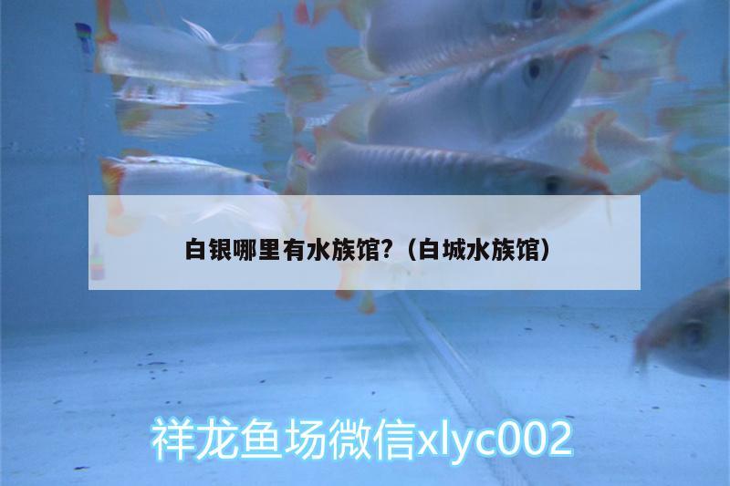 白銀哪里有水族館?（白城水族館） 紅魔王銀版魚